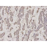Anti-GMNN Antibody from Bioworld Technology (BS7535) - Antibodies.com