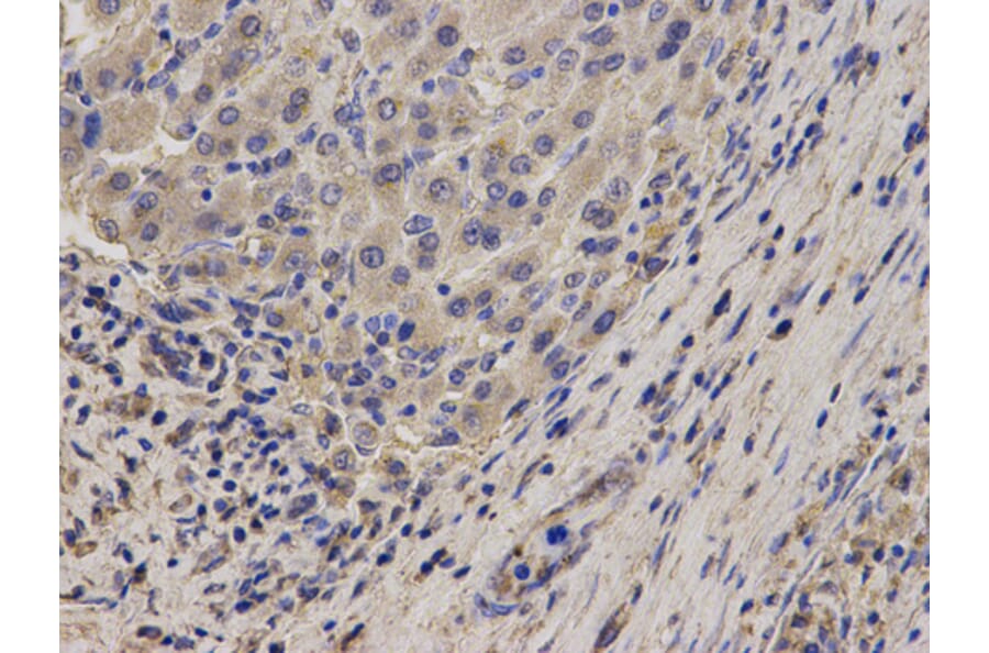 Anti-NDRG2 Antibody from Bioworld Technology (BS7537) - Antibodies.com