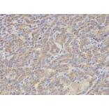Anti-S100A12 Antibody from Bioworld Technology (BS7539) - Antibodies.com