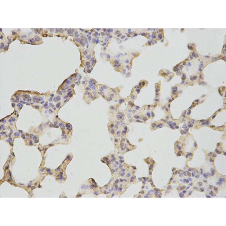 Anti-BPI Antibody from Bioworld Technology (BS7543) - Antibodies.com