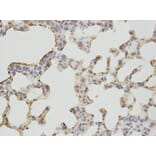 Anti-BPI Antibody from Bioworld Technology (BS7543) - Antibodies.com