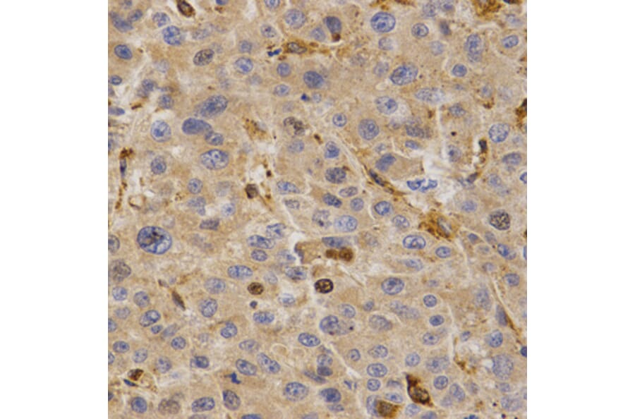 Anti-GHRH Antibody from Bioworld Technology (BS7544) - Antibodies.com