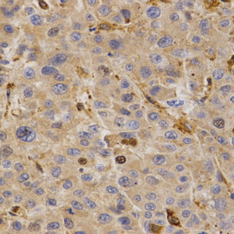 Anti-GHRH Antibody from Bioworld Technology (BS7544) - Antibodies.com