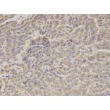 Anti-HADHA Antibody from Bioworld Technology (BS7546) - Antibodies.com