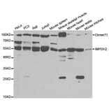 Anti-IMPDH2 Antibody from Bioworld Technology (BS7549) - Antibodies.com