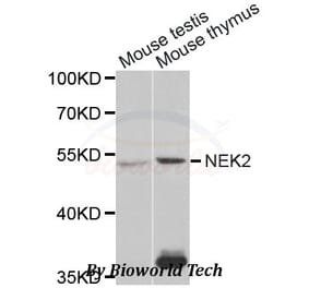 Anti-NEK2 Antibody from Bioworld Technology (BS7552) - Antibodies.com
