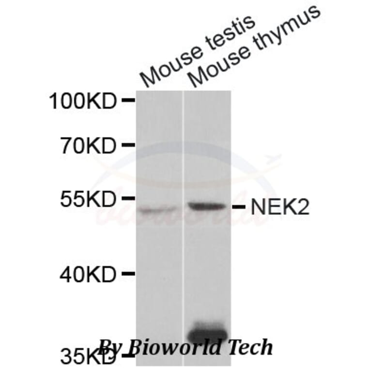 Anti-NEK2 Antibody from Bioworld Technology (BS7552) - Antibodies.com