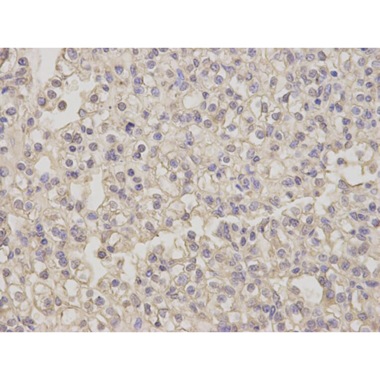 Anti-NEK2 Antibody from Bioworld Technology (BS7552) - Antibodies.com