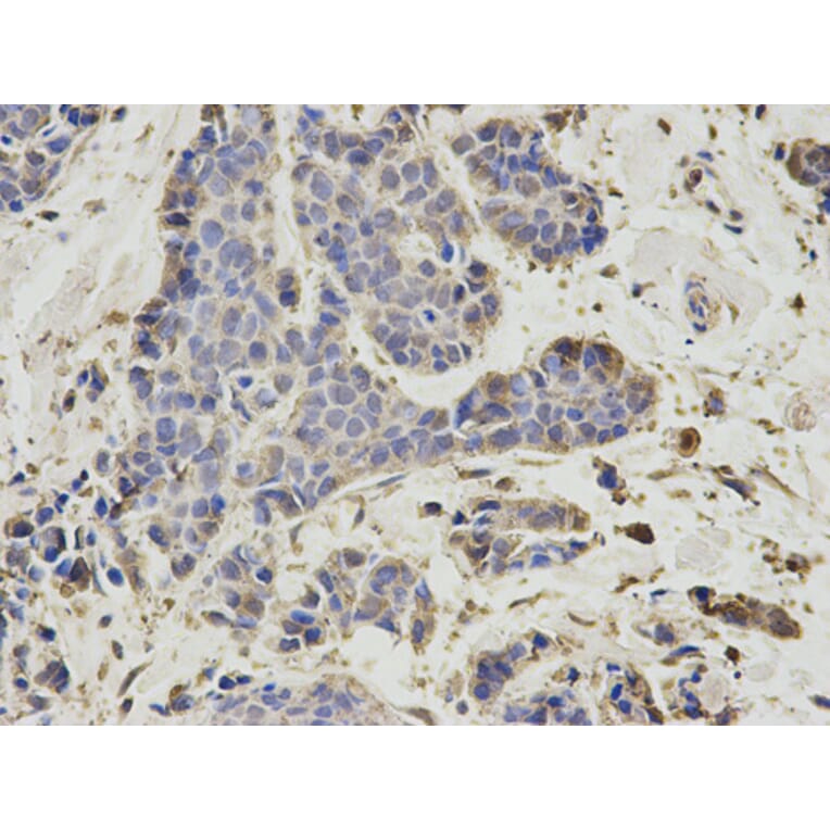 Anti-PSMD7 Antibody from Bioworld Technology (BS7553) - Antibodies.com