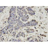 Anti-PSMD7 Antibody from Bioworld Technology (BS7553) - Antibodies.com