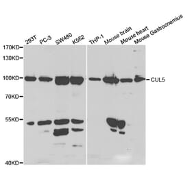 Anti-CUL5 Antibody from Bioworld Technology (BS7559) - Antibodies.com