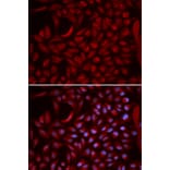 Anti-CUL5 Antibody from Bioworld Technology (BS7559) - Antibodies.com
