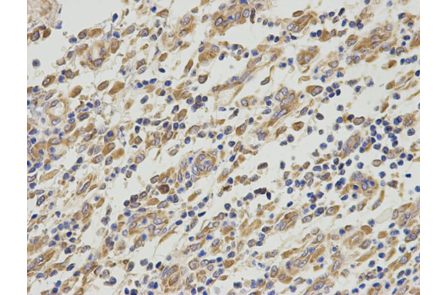 Anti-PA2G4 Antibody from Bioworld Technology (BS7563) - Antibodies.com