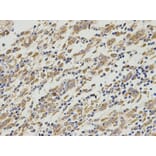 Anti-PA2G4 Antibody from Bioworld Technology (BS7563) - Antibodies.com