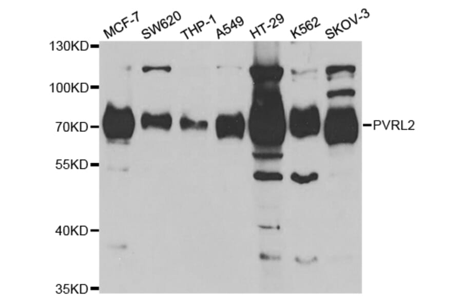 Anti-PVRL2 Antibody from Bioworld Technology (BS7564) - Antibodies.com