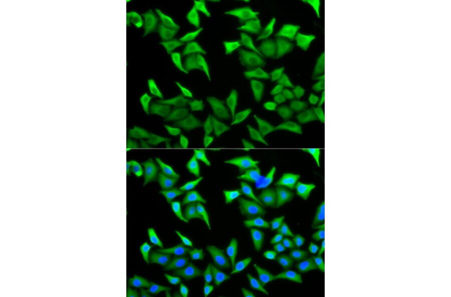 Anti-PVRL2 Antibody from Bioworld Technology (BS7564) - Antibodies.com