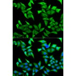 Anti-PVRL2 Antibody from Bioworld Technology (BS7564) - Antibodies.com