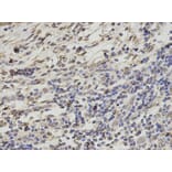 Anti-RANGAP1 Antibody from Bioworld Technology (BS7566) - Antibodies.com