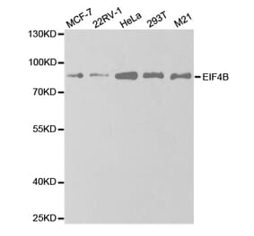 Anti-EIF4B Antibody from Bioworld Technology (BS7572) - Antibodies.com