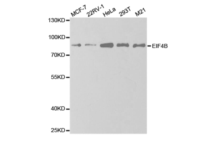 Anti-EIF4B Antibody from Bioworld Technology (BS7572) - Antibodies.com