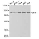 Anti-EIF4B Antibody from Bioworld Technology (BS7572) - Antibodies.com