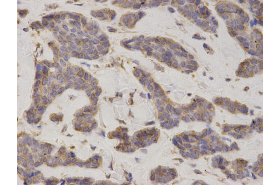 Anti-EIF4B Antibody from Bioworld Technology (BS7572) - Antibodies.com