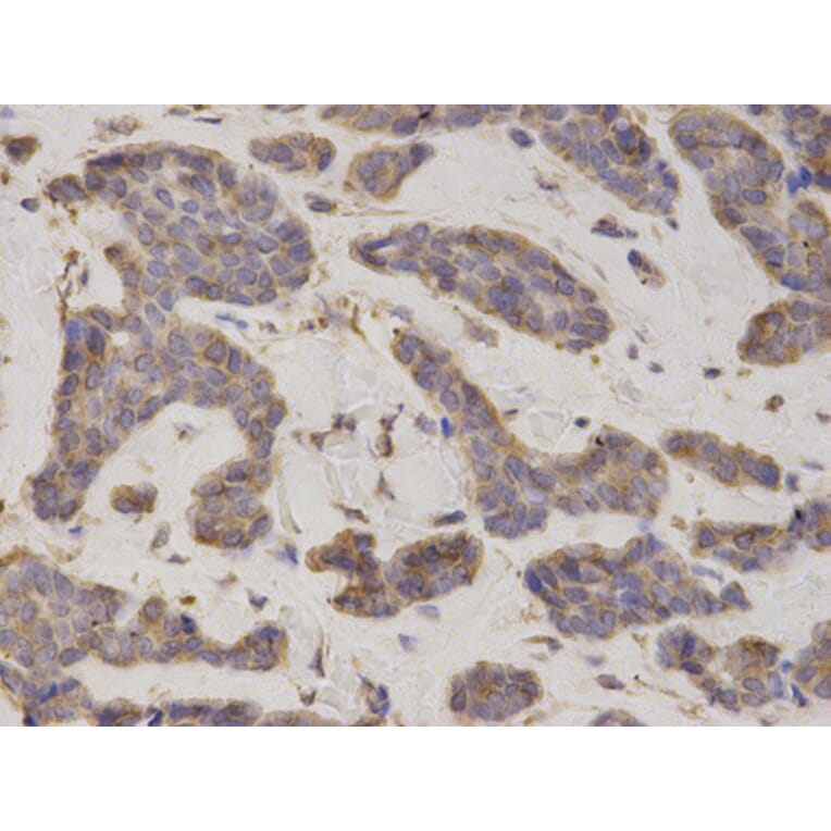 Anti-EIF4B Antibody from Bioworld Technology (BS7572) - Antibodies.com