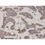 Anti-EIF4B Antibody from Bioworld Technology (BS7572) - Antibodies.com