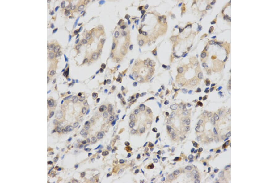 Anti-MPG Antibody from Bioworld Technology (BS7575) - Antibodies.com