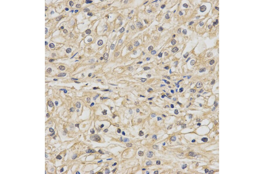 Anti-NDUFA13 Antibody from Bioworld Technology (BS7576) - Antibodies.com