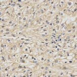 Anti-NDUFA13 Antibody from Bioworld Technology (BS7576) - Antibodies.com