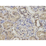 Anti-NPC2 Antibody from Bioworld Technology (BS7577) - Antibodies.com