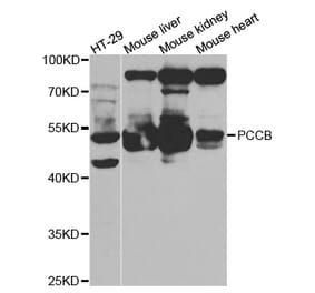 Anti-PCCB Antibody from Bioworld Technology (BS7578) - Antibodies.com