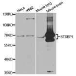 Anti-STXBP1 Antibody from Bioworld Technology (BS7582) - Antibodies.com