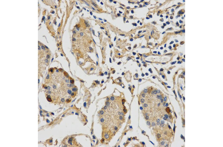 Anti-STXBP1 Antibody from Bioworld Technology (BS7582) - Antibodies.com