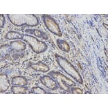 Anti-KIF2C Antibody from Bioworld Technology (BS7587) - Antibodies.com