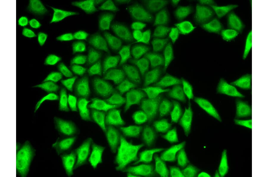 Anti-APRT Antibody from Bioworld Technology (BS7588) - Antibodies.com