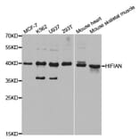 Anti-HIF1AN Antibody from Bioworld Technology (BS7590) - Antibodies.com