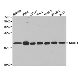 Anti-NUDT1 Antibody from Bioworld Technology (BS7594) - Antibodies.com