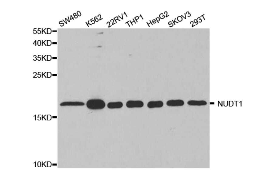 Anti-NUDT1 Antibody from Bioworld Technology (BS7594) - Antibodies.com