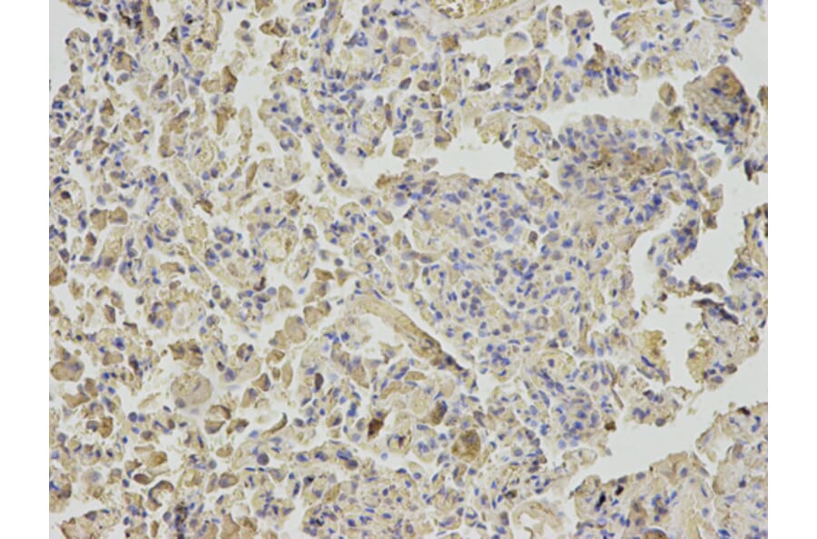 Anti-NUDT1 Antibody from Bioworld Technology (BS7594) - Antibodies.com