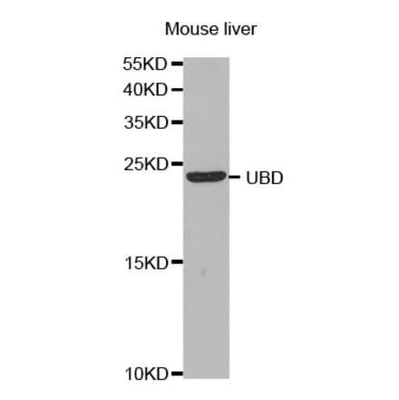 Anti-UBD Antibody from Bioworld Technology (BS7603) - Antibodies.com