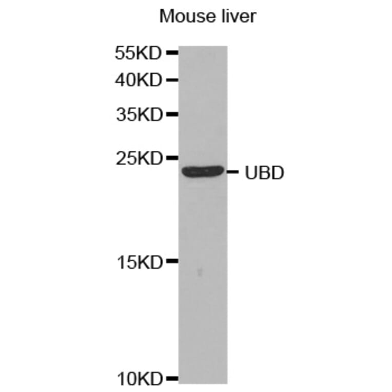 Anti-UBD Antibody from Bioworld Technology (BS7603) - Antibodies.com