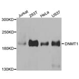 Anti-Dnmt1 Antibody from Bioworld Technology (BS7606) - Antibodies.com