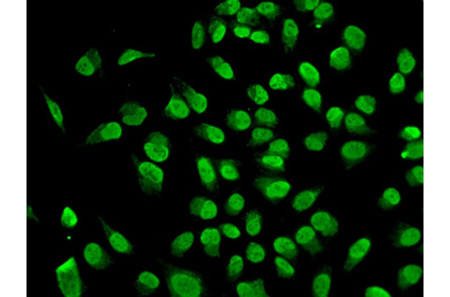 Anti-Dnmt1 Antibody from Bioworld Technology (BS7606) - Antibodies.com