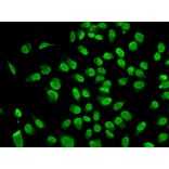 Anti-Dnmt1 Antibody from Bioworld Technology (BS7606) - Antibodies.com