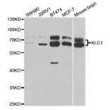 Anti-KLC1 Antibody from Bioworld Technology (BS7616) - Antibodies.com