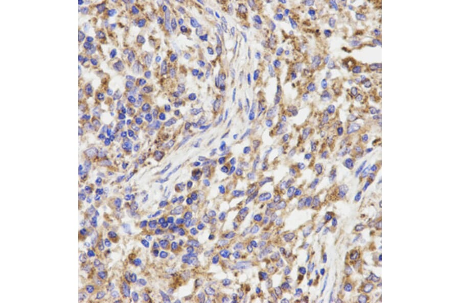 Anti-KLC1 Antibody from Bioworld Technology (BS7616) - Antibodies.com