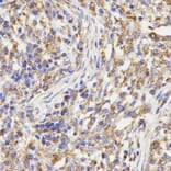 Anti-KLC1 Antibody from Bioworld Technology (BS7616) - Antibodies.com