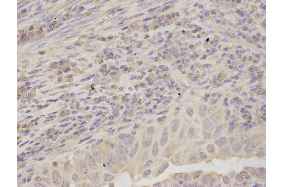 Anti-RPLP0 Antibody from Bioworld Technology (BS7620) - Antibodies.com